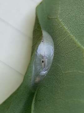 Image of Sumac Leafblotch Miner