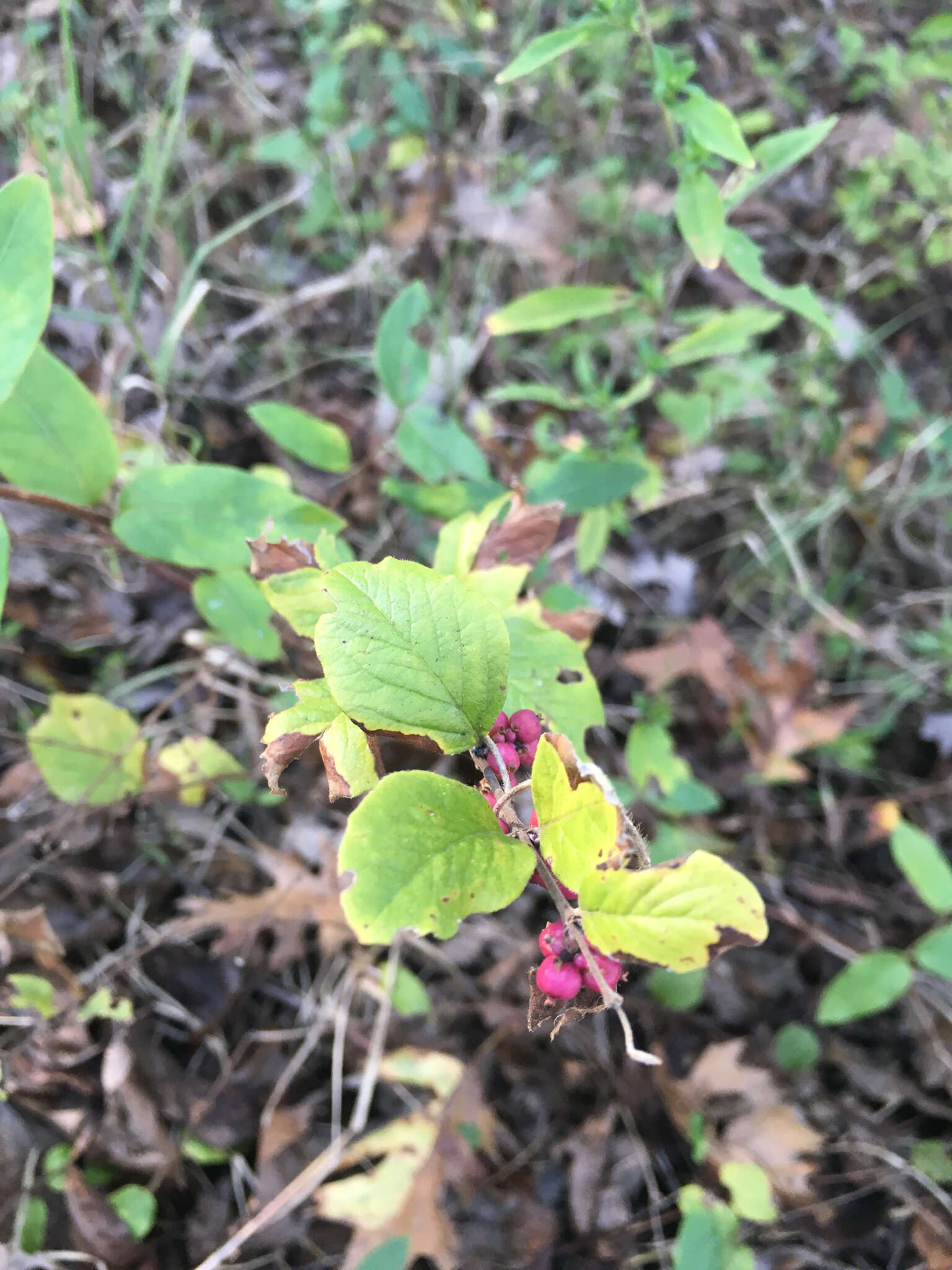 Sivun Symphoricarpos orbiculatus Moench kuva