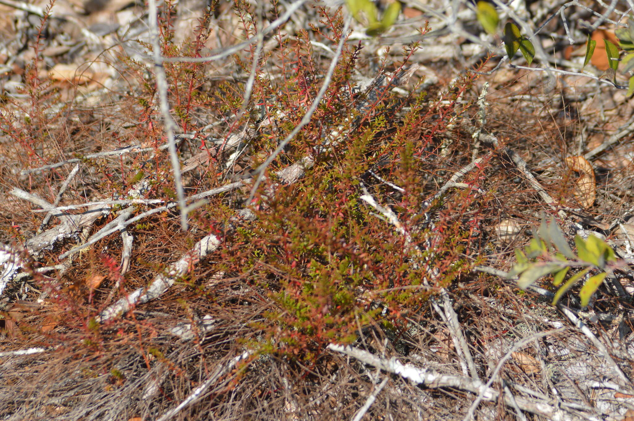 Image of Deckert's pinweed