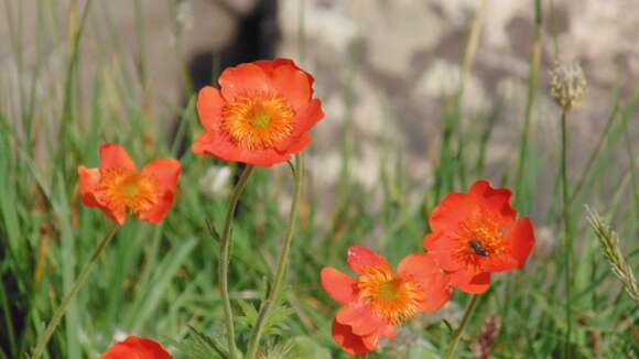 Image of Geum coccineum Sibth. & Sm.