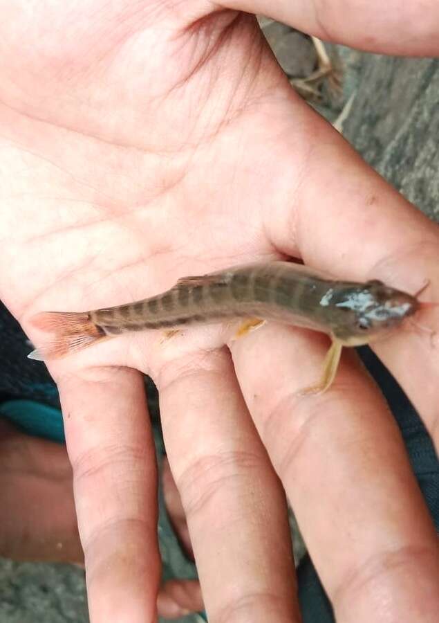 Image of Barred loach