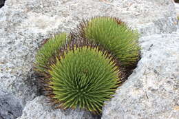 Image of Hedgehog Agave