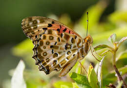 Image of Argynnis hyperbius