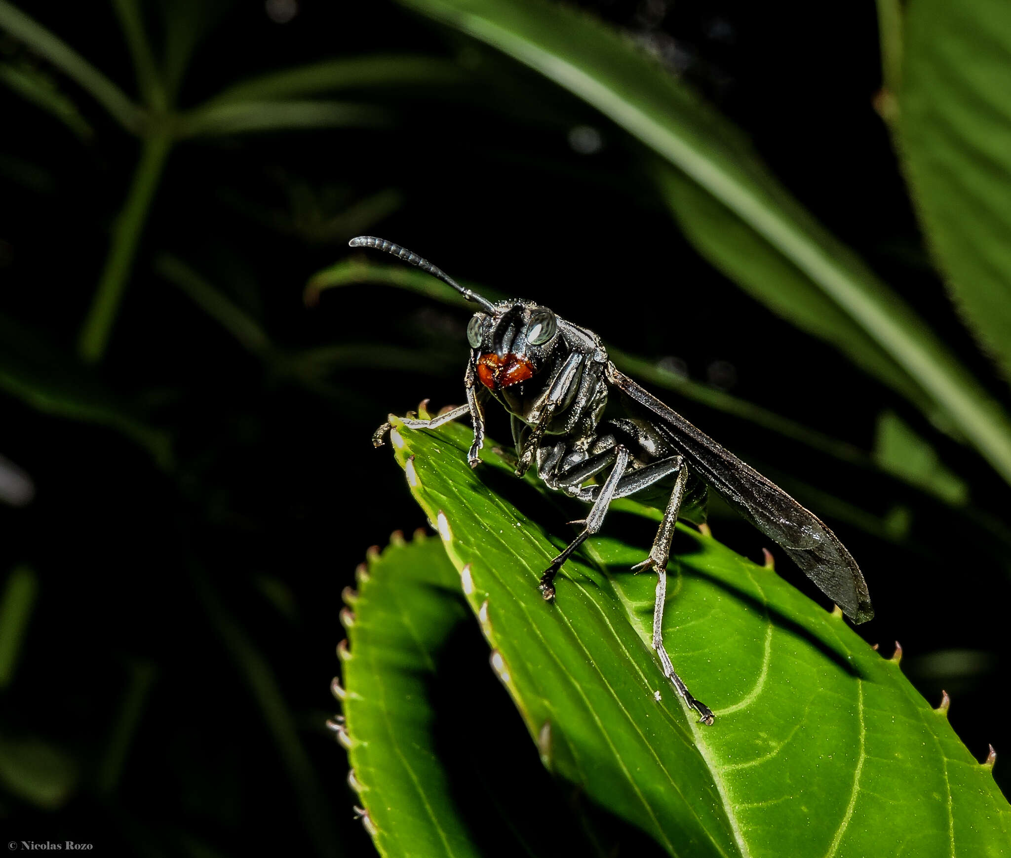 Image of Polistes aterrimus de Saussure 1853