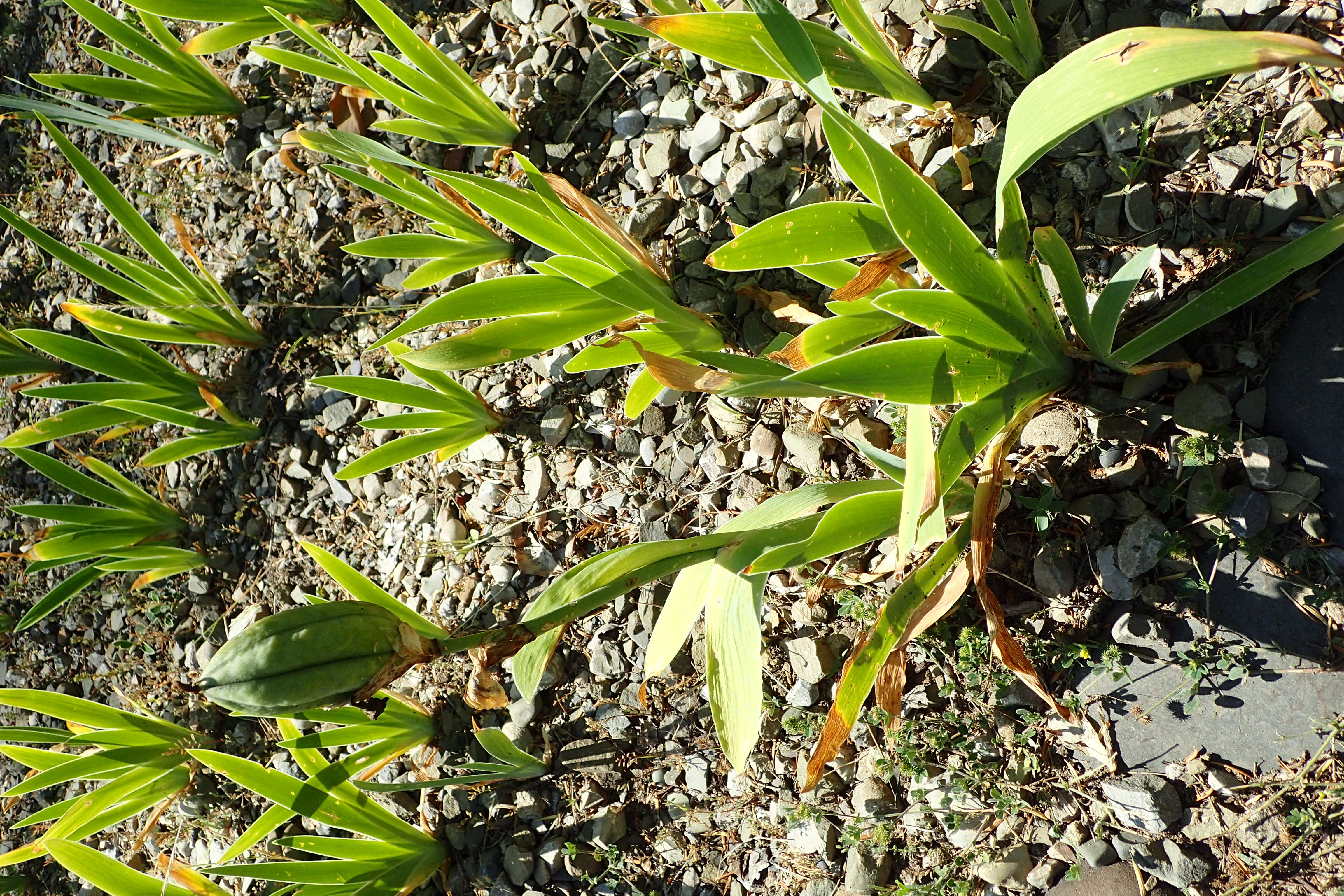 Image of Iris imbricata Lindl.