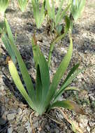 Image of Iris imbricata Lindl.