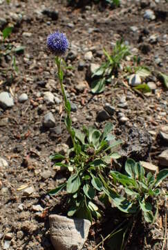 Sivun Globularia trichosantha Fischer & C. A. Meyer kuva