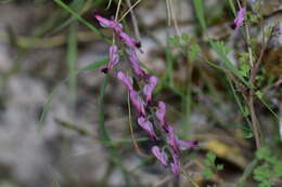 Image of Fumaria petteri Rchb.