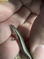 Image of Common Dwarf Skink