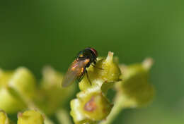 صورة Lamprolonchaea smaragdi (Walker 1849)