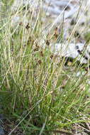 Image of Luzula multiflora subsp. sibirica V. I. Krecz.