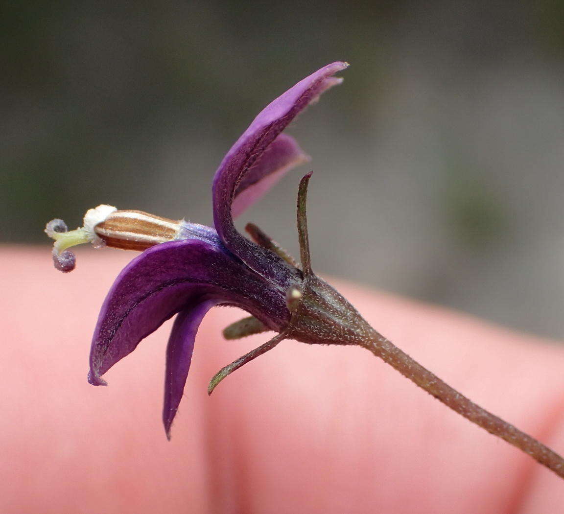 Image of Monopsis unidentata subsp. unidentata