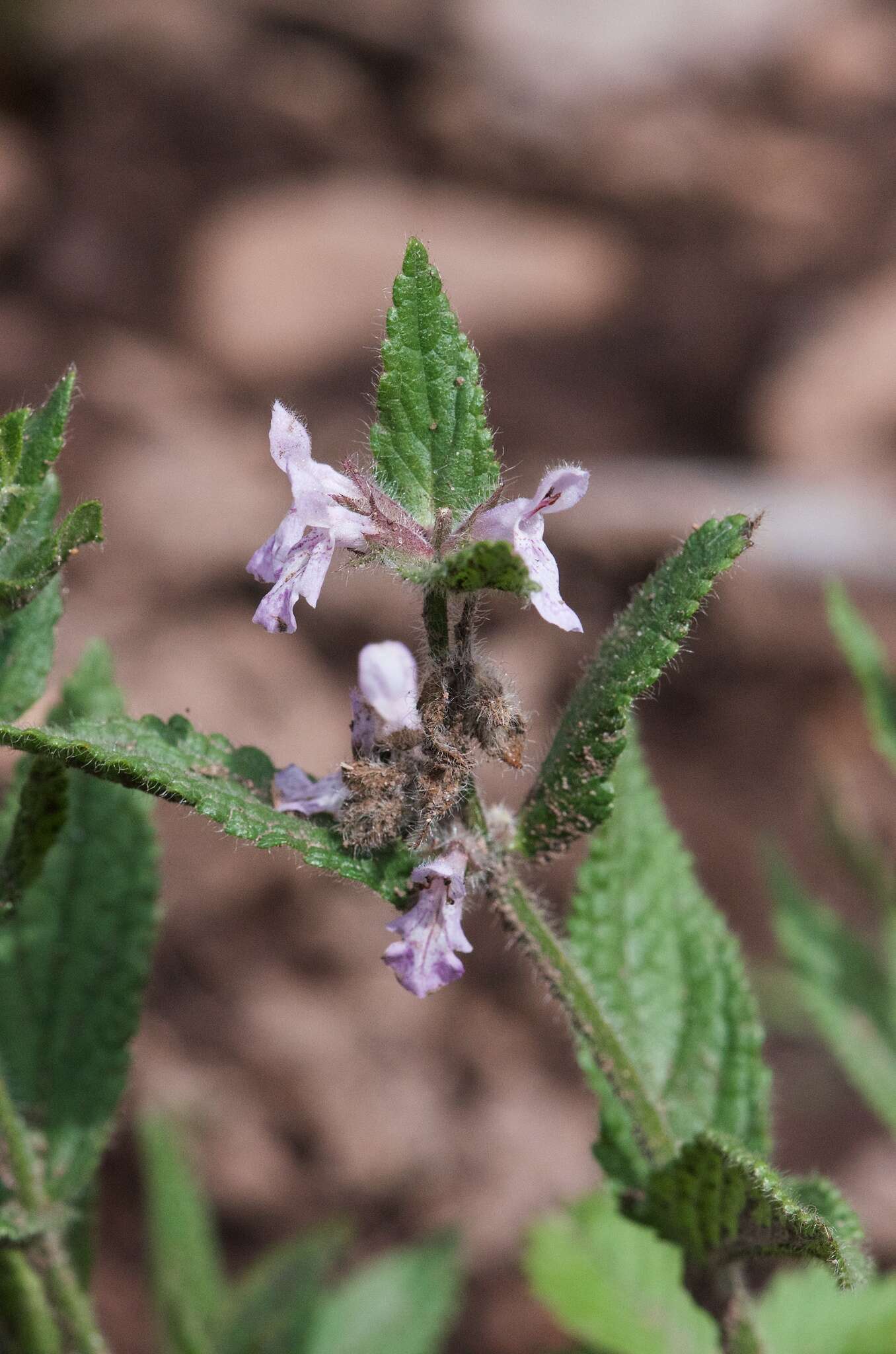 Image de Stachys pilosa var. pilosa