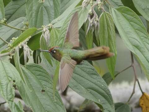 Image of Rufous-capped Thornbill