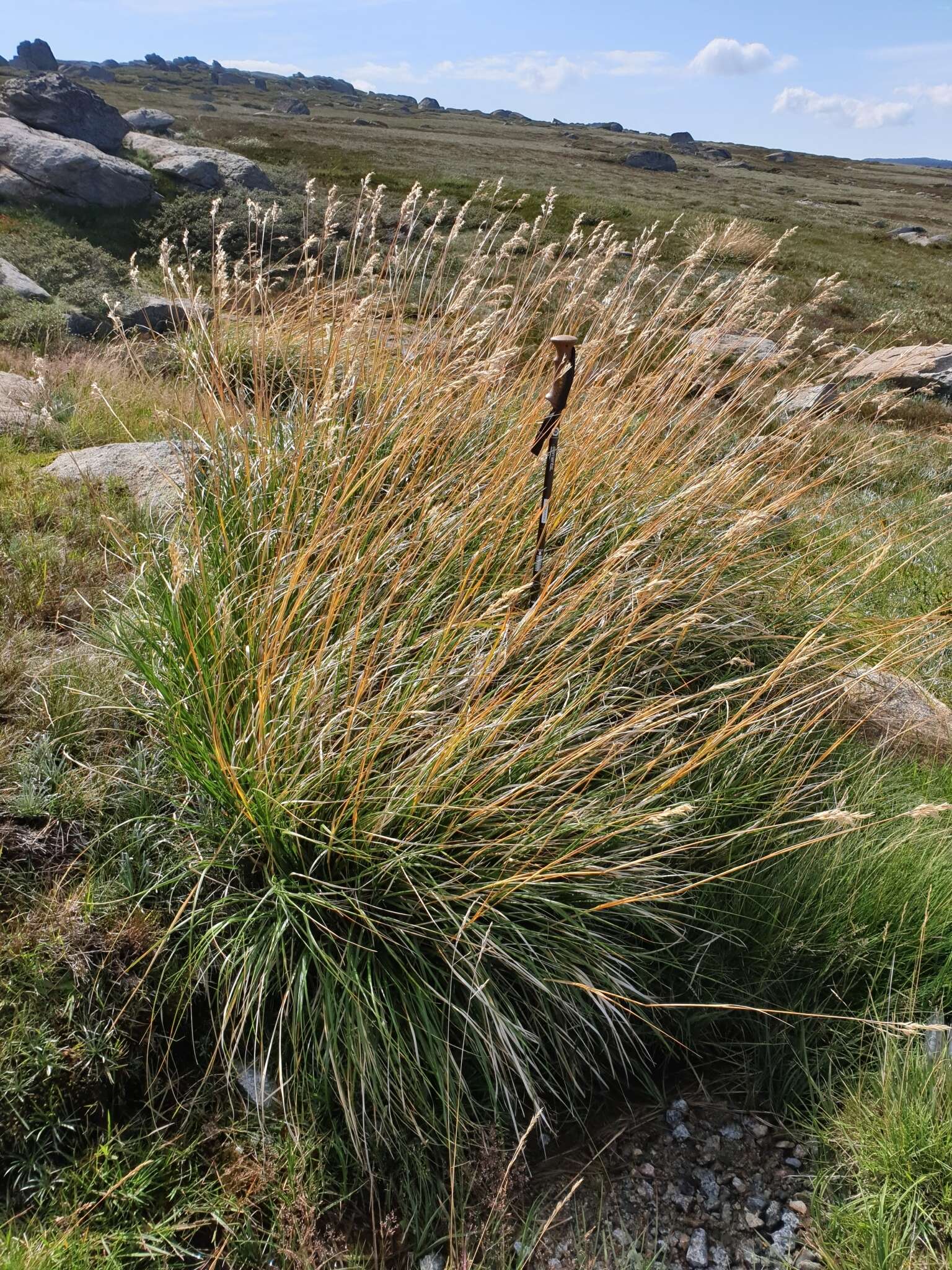 صورة Chionochloa frigida (Vickery) Conert