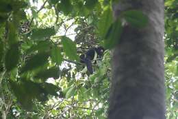 Image of Red-nosed Bearded Saki