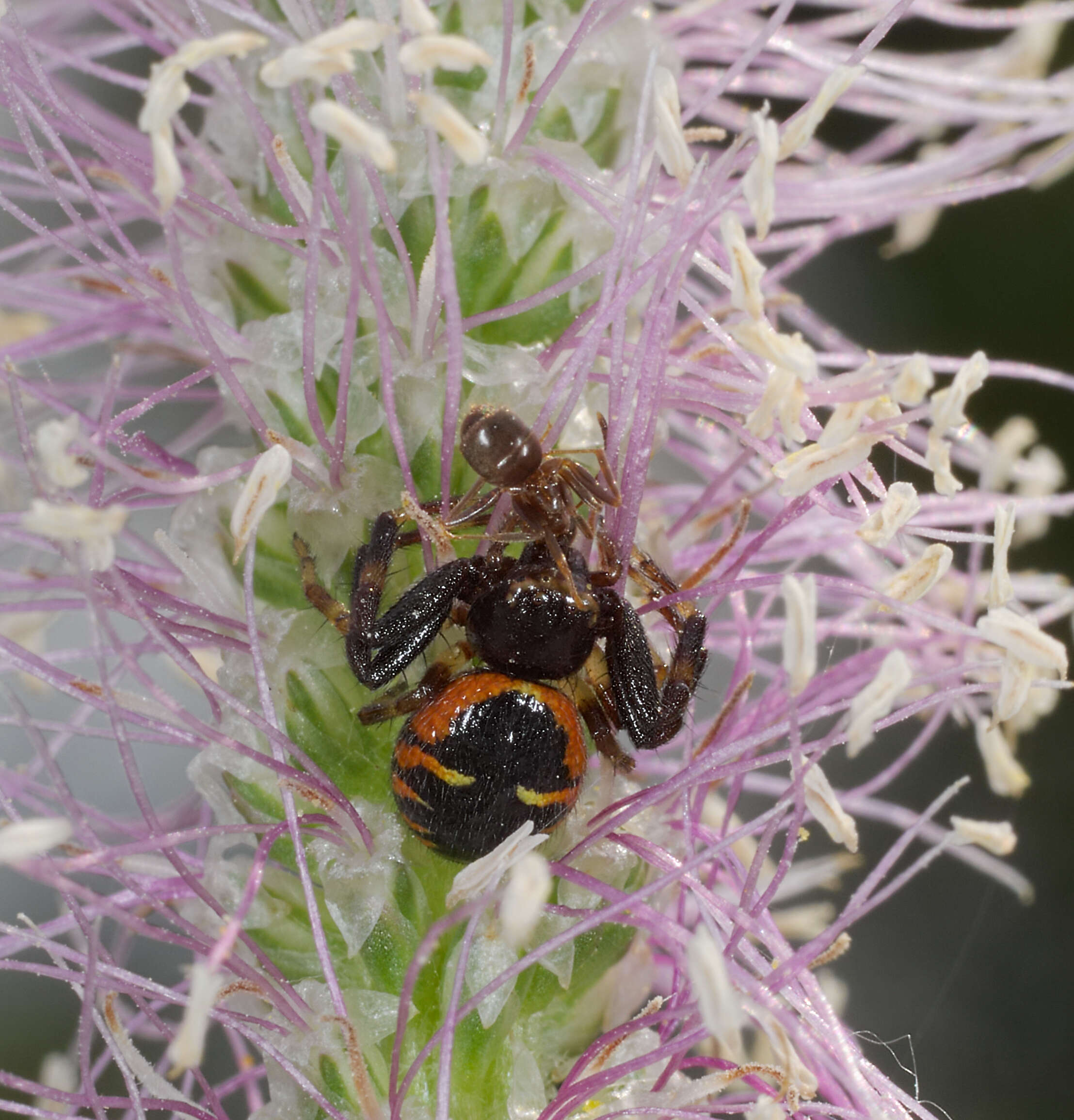 Слика од Synema globosum (Fabricius 1775)