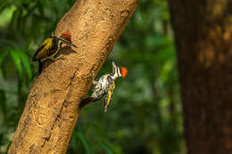 Image of Black-rumped Flameback