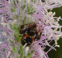 صورة Synema globosum (Fabricius 1775)