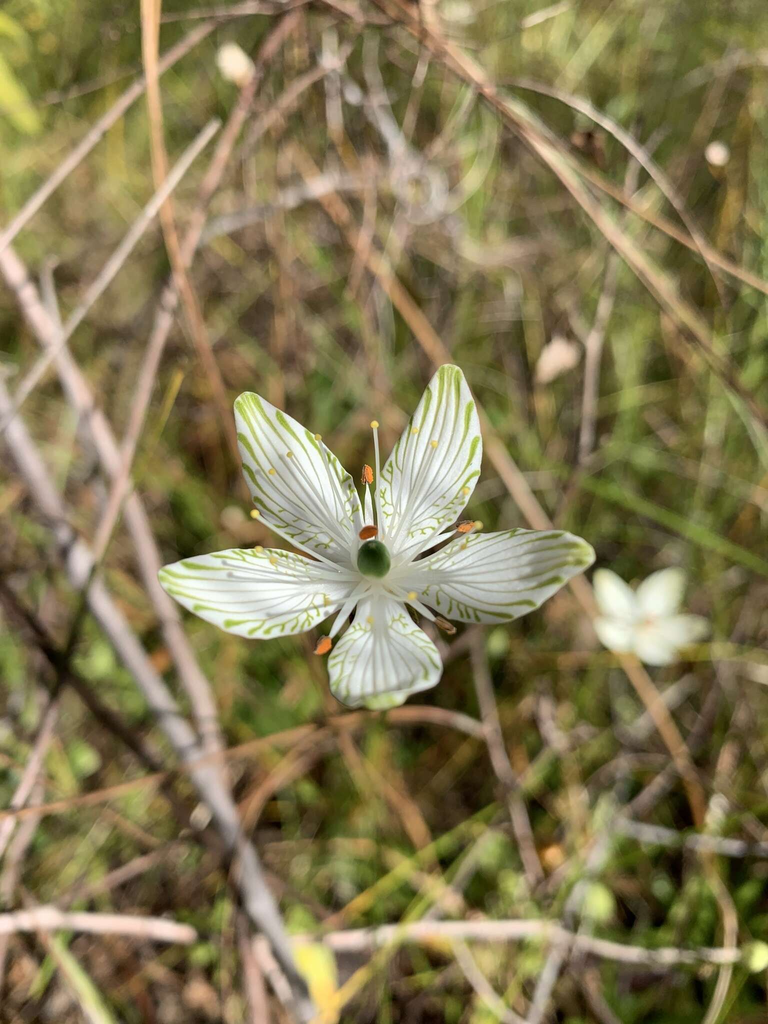 Image of largeleaf grass of Parnassus