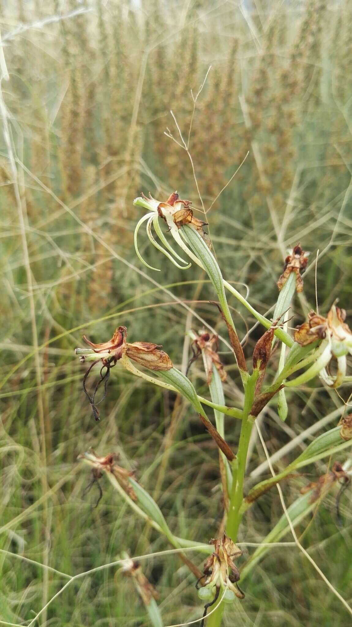 Image de Habenaria nyikana Rchb. fil.