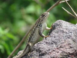 Image of Sceloporus horridus Wiegmann 1834