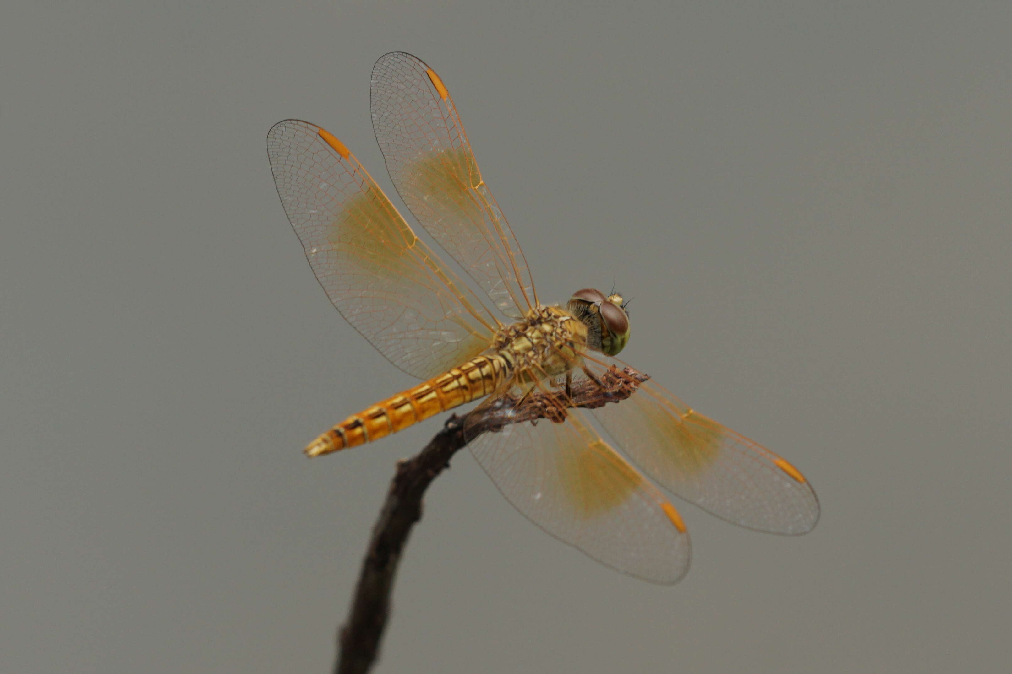 صورة Brachythemis contaminata (Fabricius 1793)