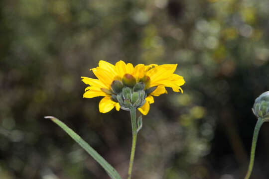 Image of Aldama ensifolia (Sch. Bip.) E. E. Schill. & Panero