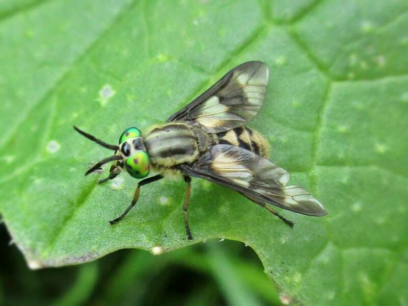 Image of Horse-fly