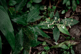 Image of Pollia secundiflora (Blume) Bakh. fil.