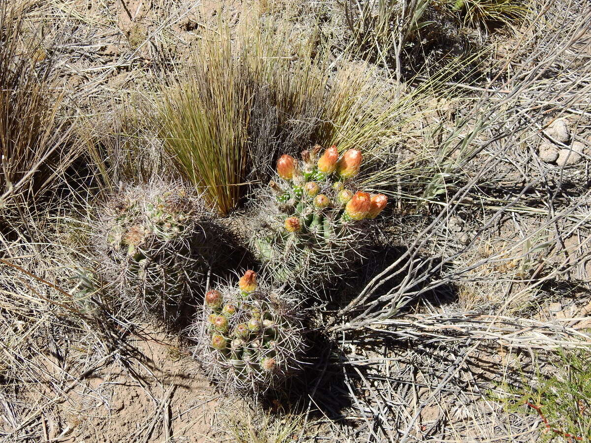 Image of Eriosyce strausiana (K. Schum.) Katt.