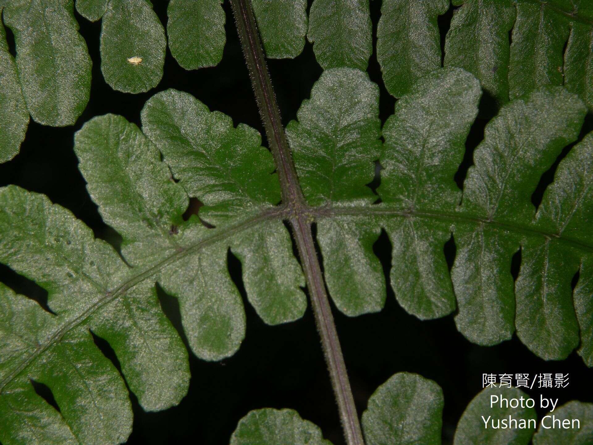 Image of Cornopteris opaca (D. Don) Tag.