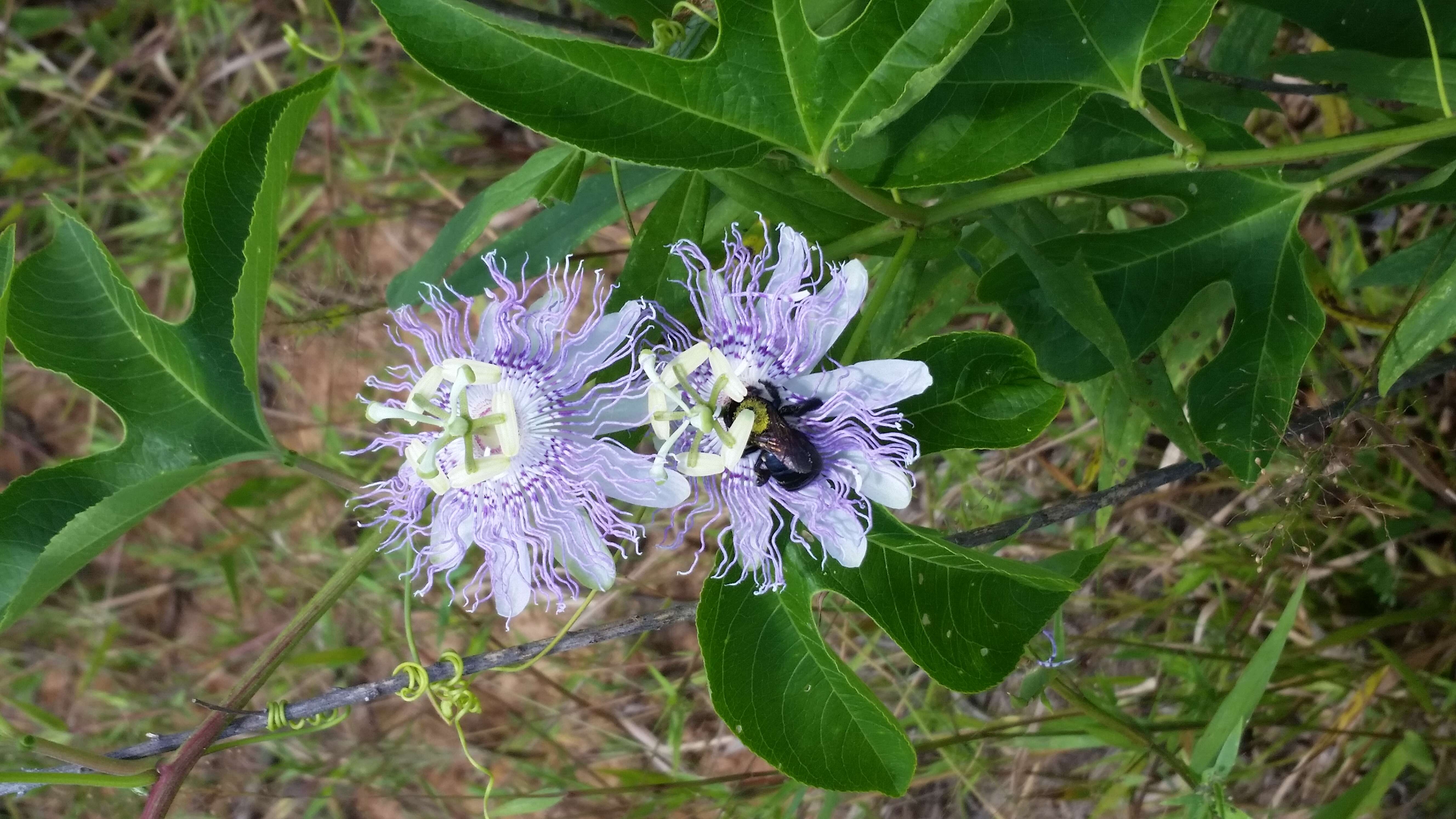 Plancia ëd Passiflora incarnata L.