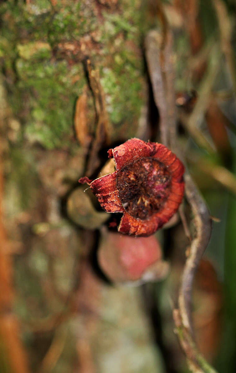 Image of Cola chlamydantha K. Schum.