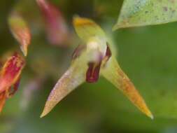 Imagem de Anathallis imbricata (Barb. Rodr.) F. Barros & F. Pinheiro