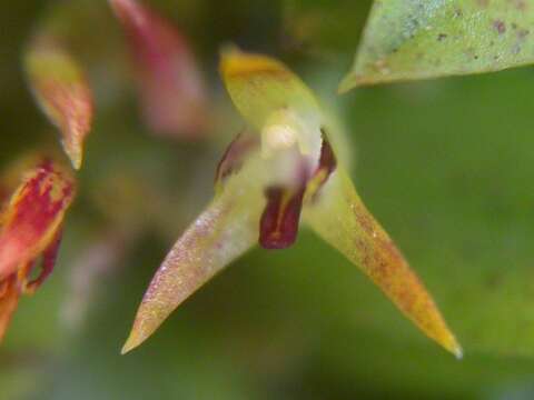 Image of Anathallis imbricata (Barb. Rodr.) F. Barros & F. Pinheiro