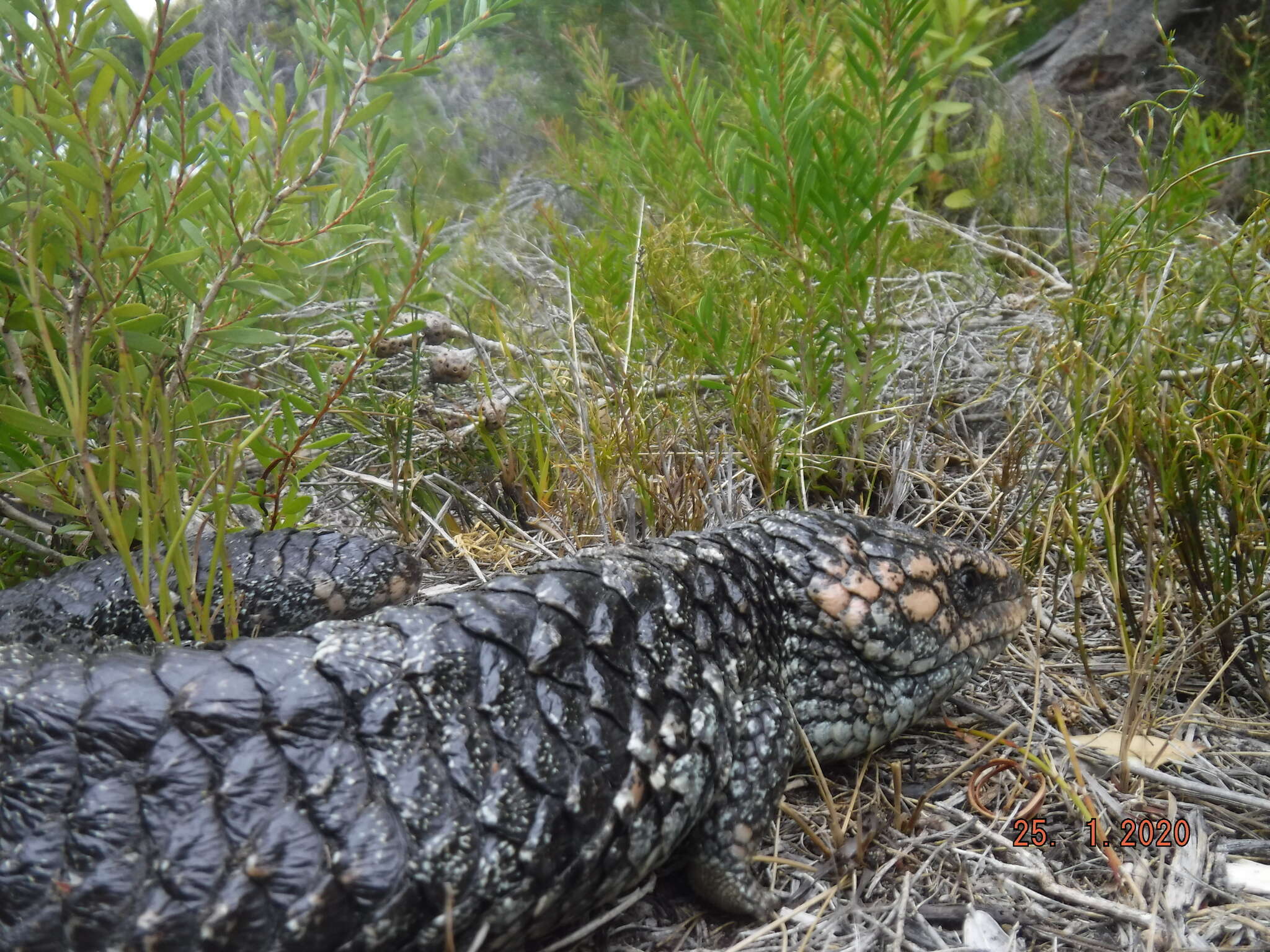 Image of Tiliqua rugosa rugosa Gray 1825