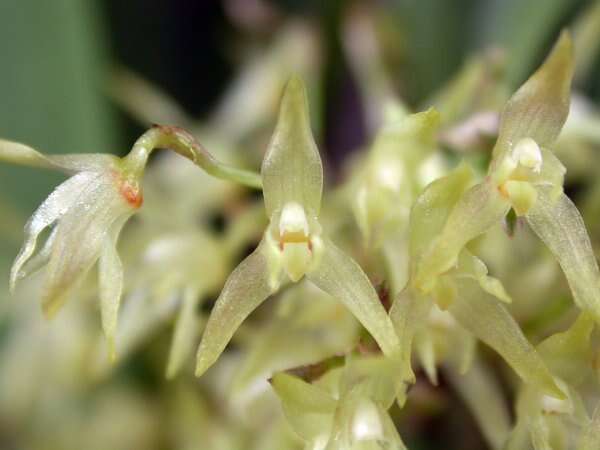 Image of South American bonnet orchid