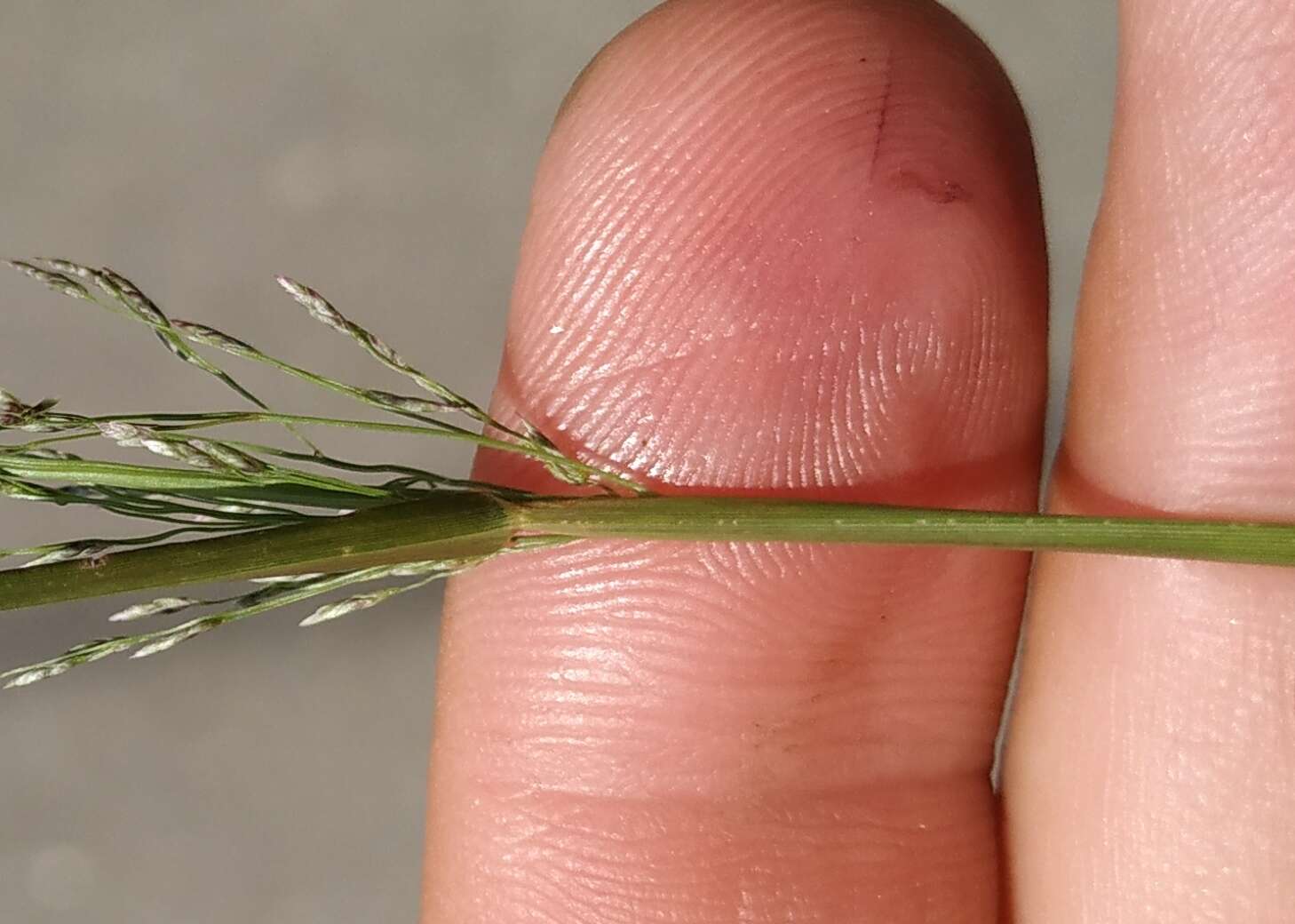 Image of Eragrostis amurensis Prob.