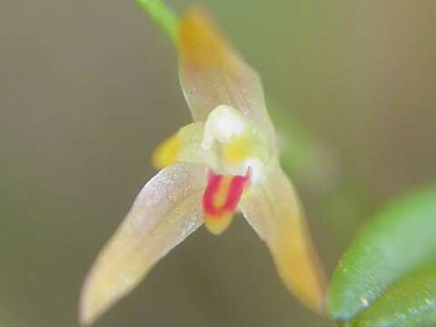 Image of Anathallis reedii (Luer) F. Barros