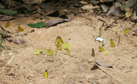 Image of Eurema andersoni (Moore 1886)