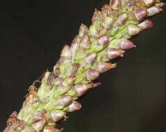 Image de Plantago asiatica L.