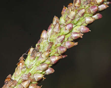 Image de Plantago asiatica L.