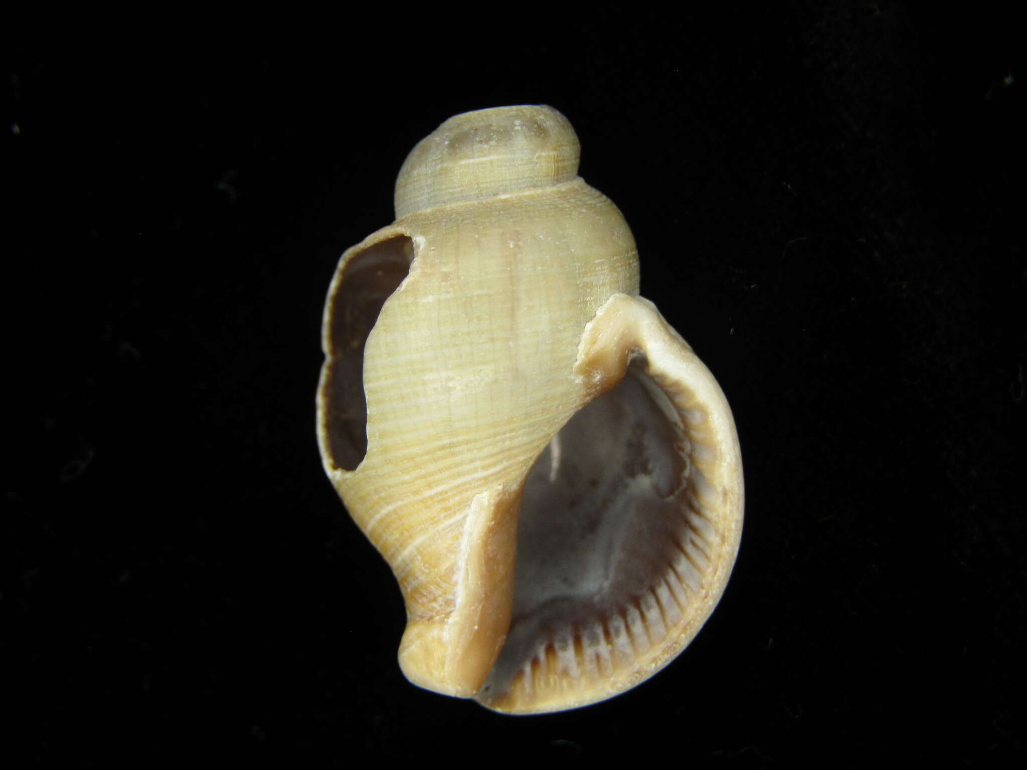 Image of Siphonalia trochulus (Reeve 1843)