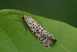 Image of Utetheisa pulchelloides Hampson 1907