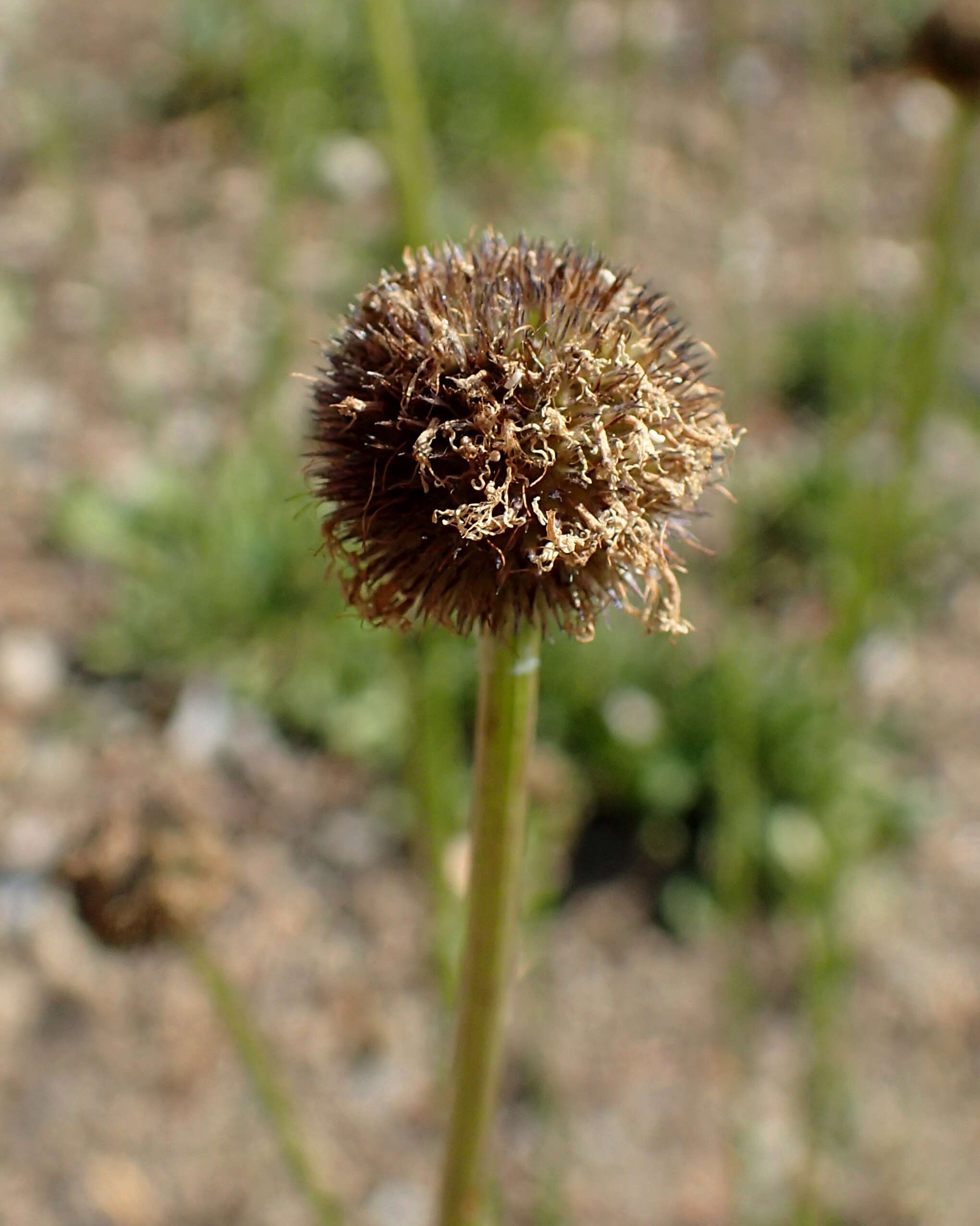 Sivun Globularia trichosantha Fischer & C. A. Meyer kuva