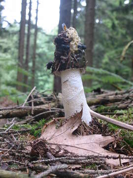 Image of Stinkhorn