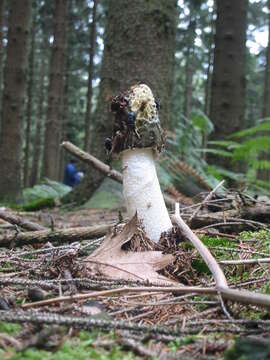 Image of Stinkhorn