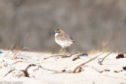 Слика од Charadrius marginatus Vieillot 1818