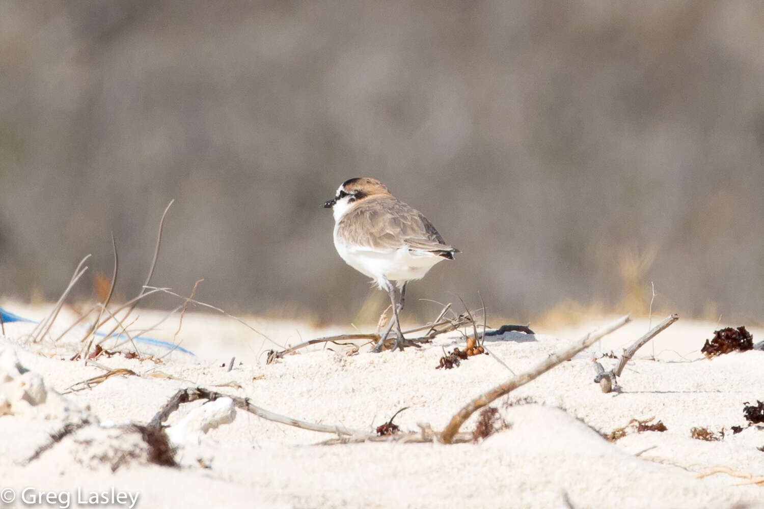 Imagem de Charadrius marginatus Vieillot 1818